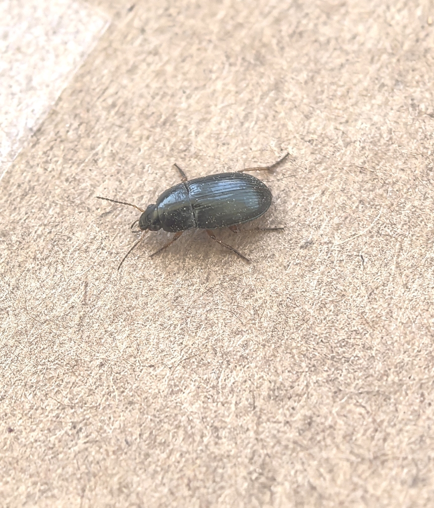 Amara lucida