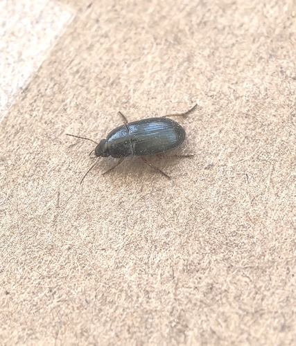 Amara lucida