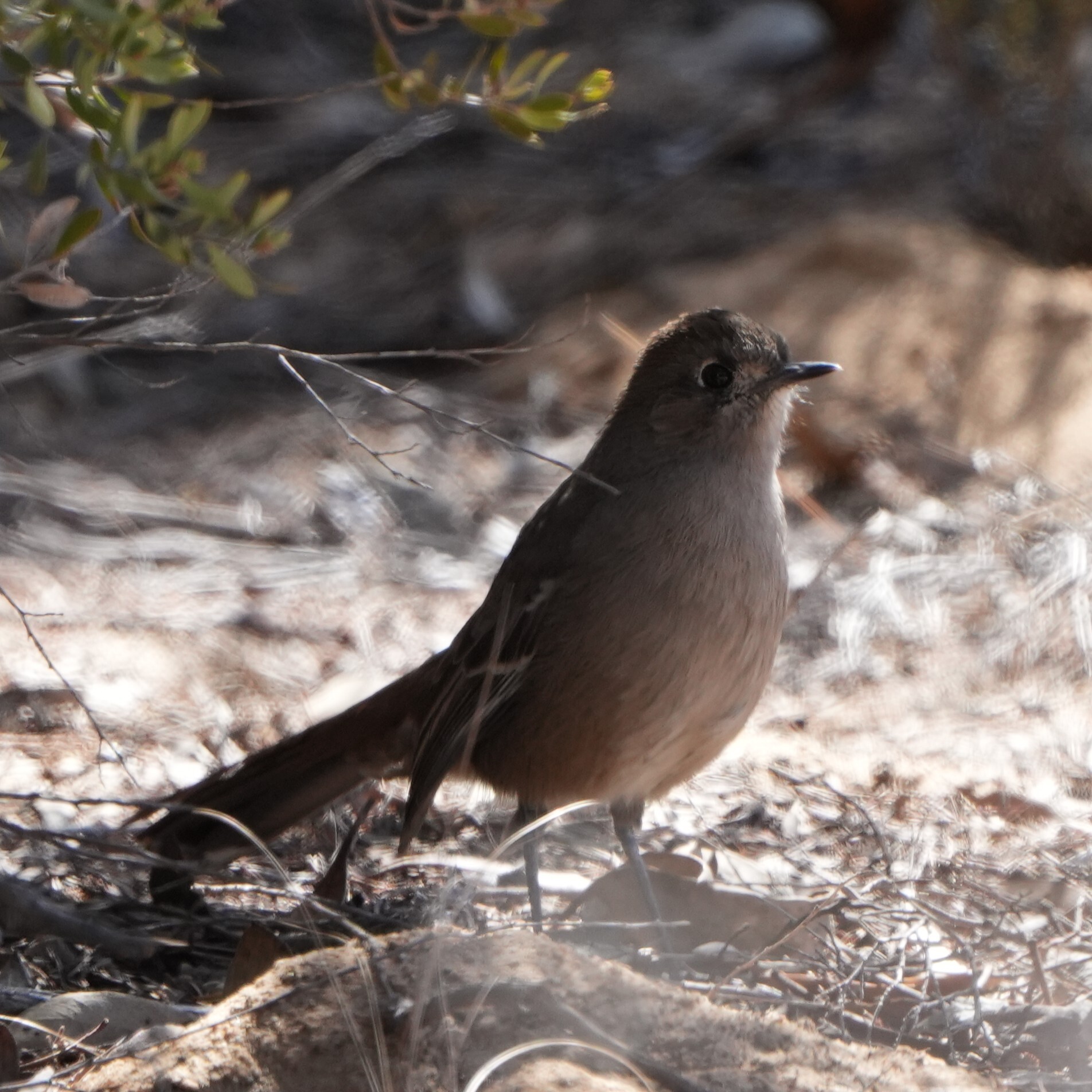 Southern Scrub Robin (Drymodes brunneopygia), photo 7
