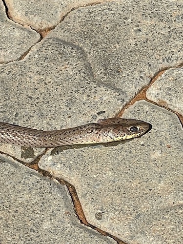 Olive Whip Snake
