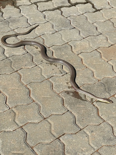 Olive Whip Snake