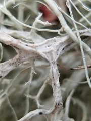 Usnea cavernosa