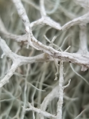 Usnea cavernosa