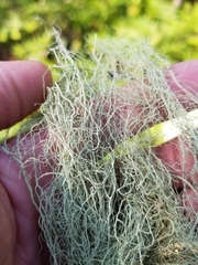 Usnea cavernosa