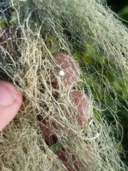 Usnea cavernosa