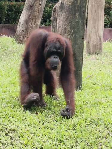 Pongo pygmaeus