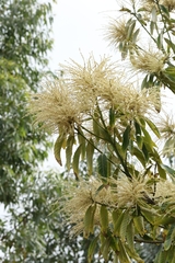 author not stated, no rights reserved Castanopsis fissa, photograph author not stated, no rights reserved