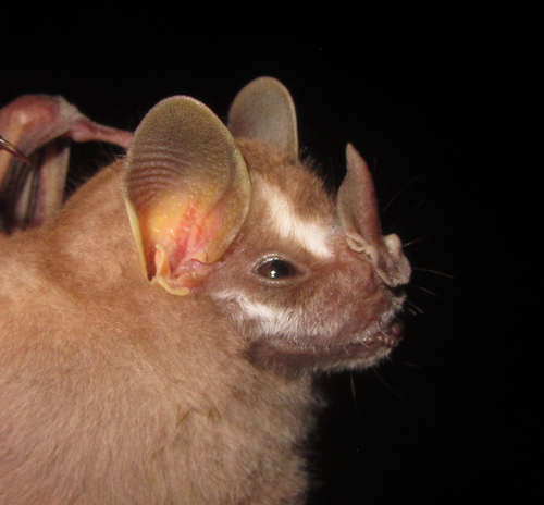Incan Broad-nosed Bat