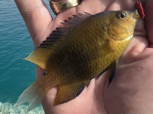 Threeline damsel (Pomacentrus trilineatus) — Pomacentridae — 2