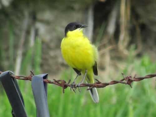Western Yellow Wagtail (Motacilla flava), photo 10