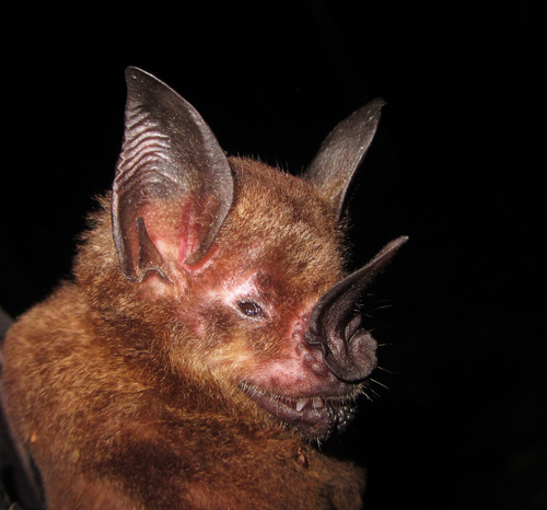 lesser spear-nosed bat