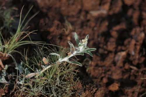 Manystem Cudweed (Gnaphalium polycaulon)