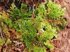 Selaginella lepidophylla