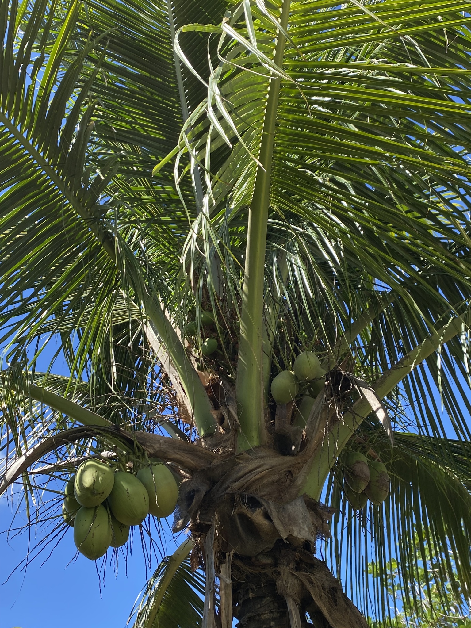 Cocos nucifera