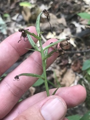 Platanthera peramoena