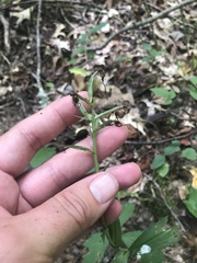 Platanthera peramoena
