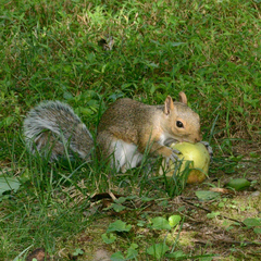 Sciurus carolinensis