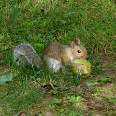 Sciurus carolinensis