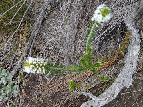 Image of Epacris lanuginosa by (c) Daniel Montesinos, some rights reserved (CC BY)