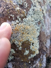 Rhizoplaca subdiscrepans