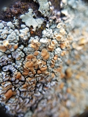 Rhizoplaca subdiscrepans