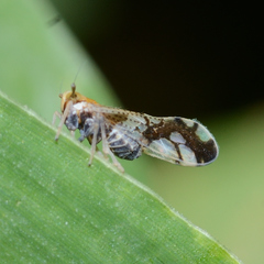 Liburniella ornata