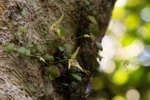 Bulbophyllum drymoglossum iNat (2)