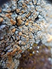 Rhizoplaca subdiscrepans