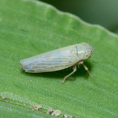 Graminella nigrifrons