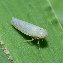 Graminella nigrifrons