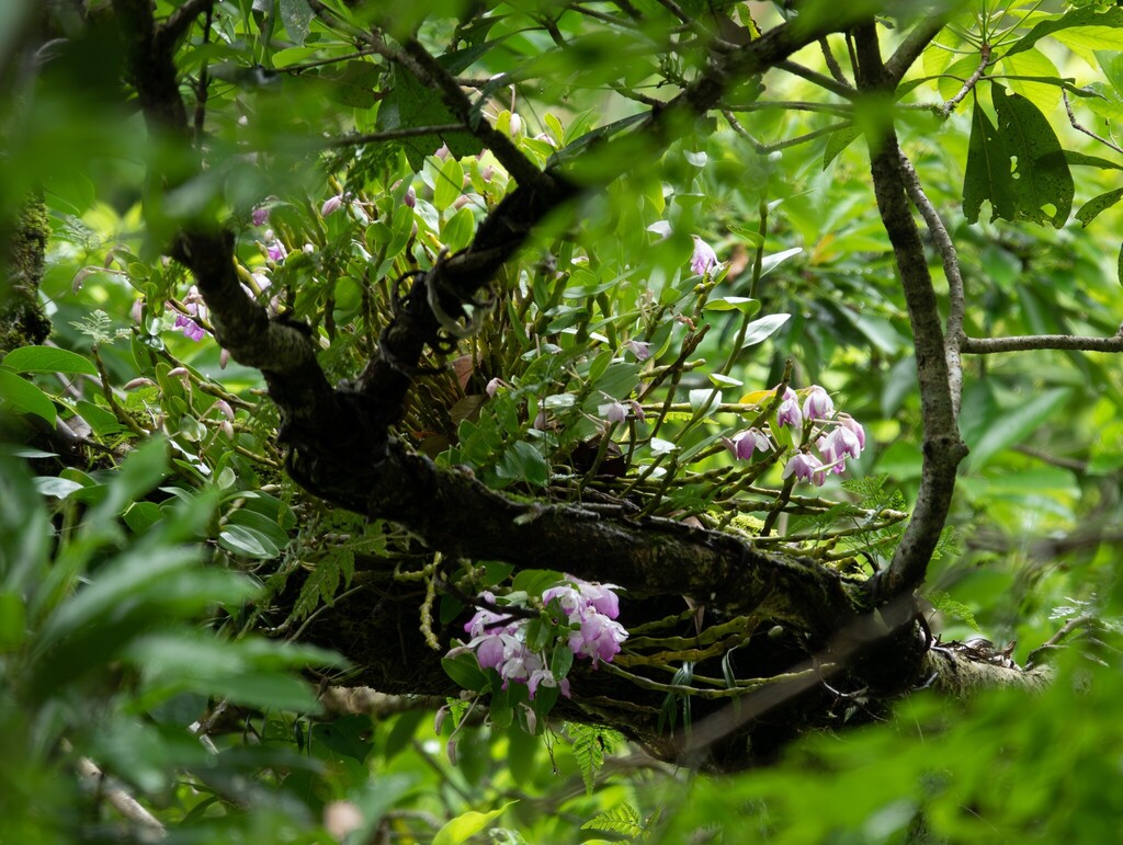 Dendrobium linawianum Rchb.f.