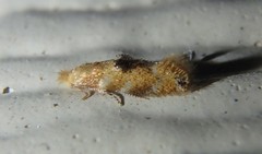 Bucculatrix coronatella