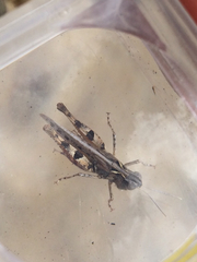 Eupnigodes sierranus