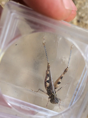 Eupnigodes sierranus