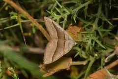 Scotopteryx