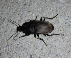 Chlaenius tomentosus