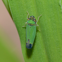 Tylozygus geometricus