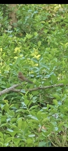 Vinous-throated Parrotbill