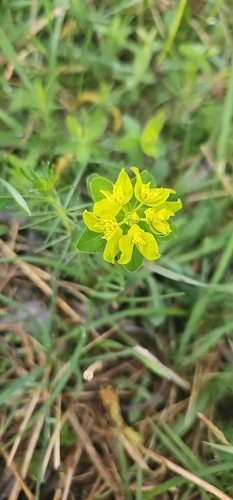 Image of Euphorbia verrucosa by (c) Emil Jantke, some rights reserved (CC BY)