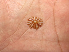 Siphonaria hispida
