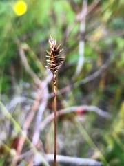 Carex exilis