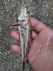 Menticirrhus saxatilis
