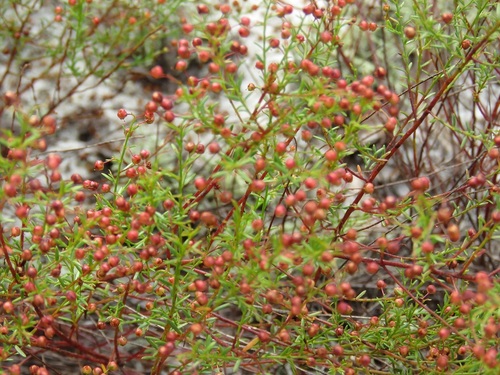 Lechea deckertii Small