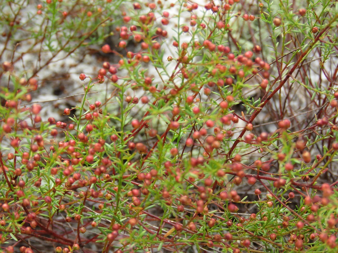 Lechea deckertii