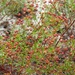 Deckert's Pinweed - Photo (c) j_appleget, some rights reserved (CC BY-NC), uploaded by j_appleget