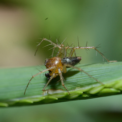 Oxyopes salticus