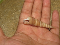 Turritella