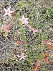 Ipomopsis aggregata collina