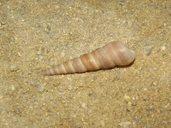 Turritella