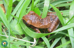 Dendropsophus anceps